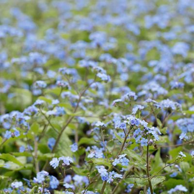 Kaukasus-Vergissmeinnicht 'Caucasian Carpet' Kaukasus-Vergissmeinnicht 'Caucasian Carpet'