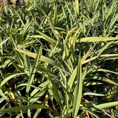 Flachslilie 'Blue Ripple' Flachslilie 'Blue Ripple'