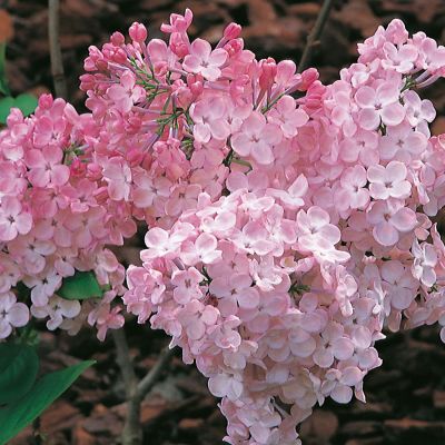 Edelflieder 'Maiden's Blush' Edelflieder 'Maiden's Blush'