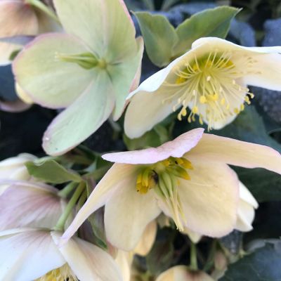 Nieswurz - Schneerose 'Champion'  -  Helleborus Gold Collection