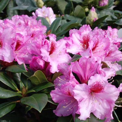 Rhododendron 'Diadem' 