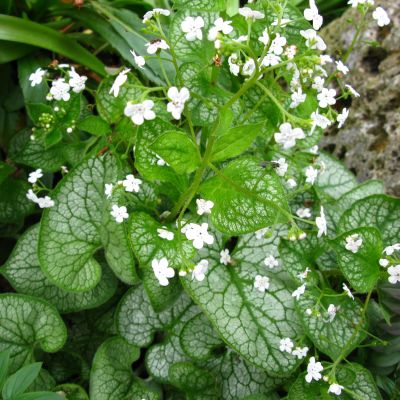 Kaukasus-Vergissmeinnicht 'Mr Morse' Kaukasus-Vergissmeinnicht 'Mr Morse'