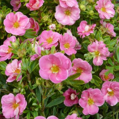 Fingerstrauch 'Pink Paradise'