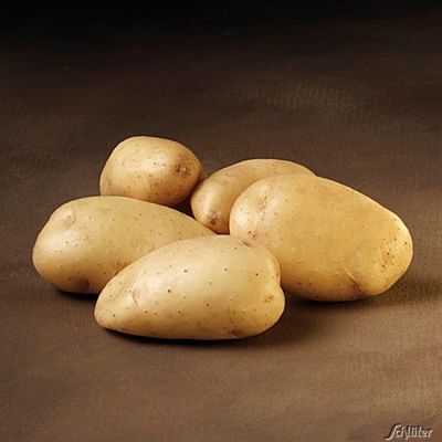 Pflanzkartoffeln 'Sieglinde' Pflanzkartoffeln 'Sieglinde'