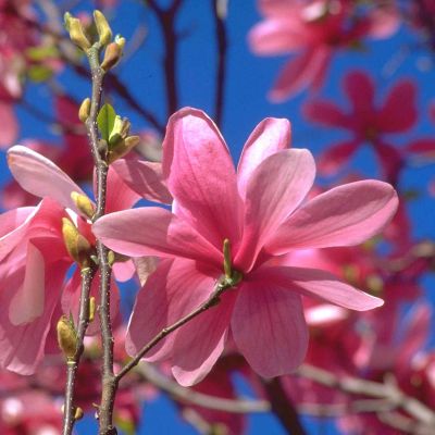 Frühblühende rosa Sternmagnolie 'Rosea' Frühblühende rosa Sternmagnolie 'Rosea'