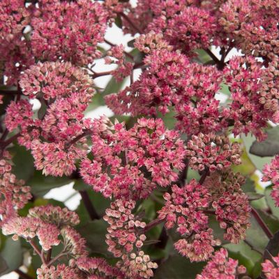 Prachtfetthenne 'Hot Rose Dark Stems'