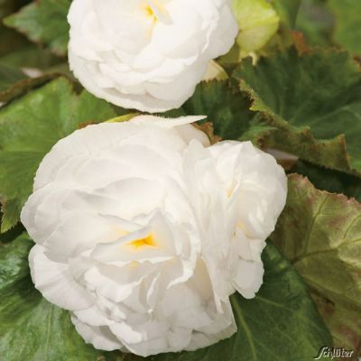 Begonie 'Grandiflora Weiß' - 3 Stück Begonie 'Grandiflora Weiß' - 3 Stück