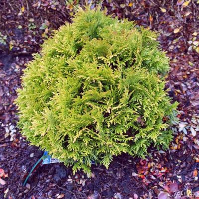 Goldgelber Kugel-Lebensbaum 'Mirjam' Goldgelber Kugel-Lebensbaum 'Mirjam'