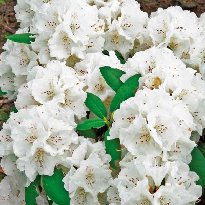 Ball-Rhododendron 'Schneekrone' Ball-Rhododendron 'Schneekrone'