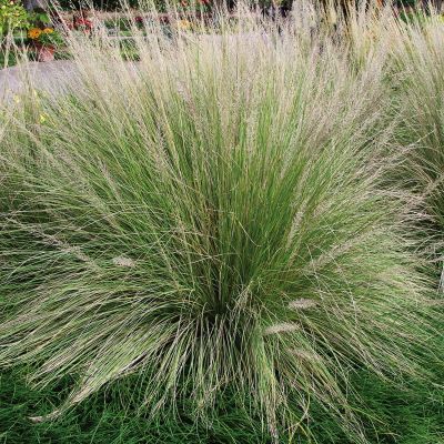 Haargras 'Pine Muhly'