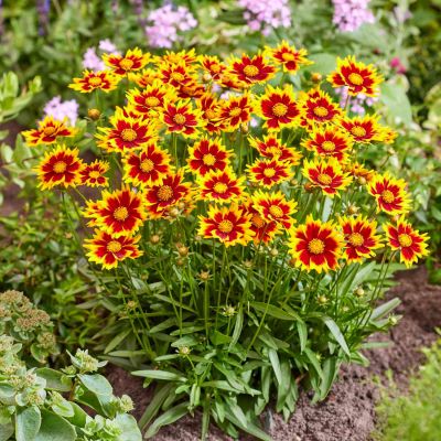 Großblumiges Mädchenauge 'Solar Jewel'
