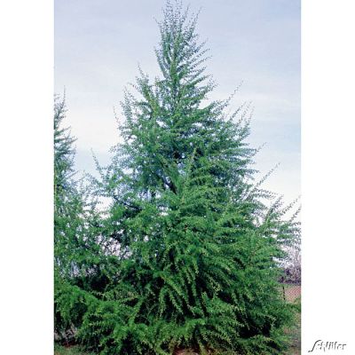 Europäische Lärche Europäische Lärche