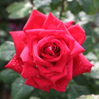 Edelrose 'Burgund 81®'