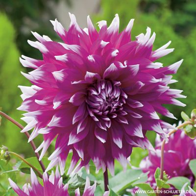 Großblumige Dahlie 'England's Glory' - 1 Stück