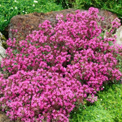Rundblättriger Thymian 'Creeping Red' Rundblättriger Thymian 'Creeping Red'