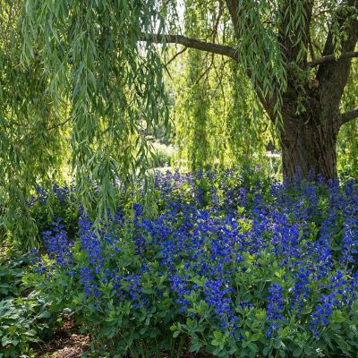 Blaue Färberhülse 'Blue Bubbly'