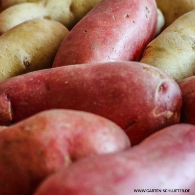 Rotschalige Pflanzkartoffel 'LunaRossa' Rotschalige Pflanzkartoffel 'LunaRossa'