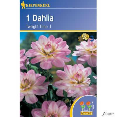Seerosen Dahlie 'Twilight Time' - 1 Stück