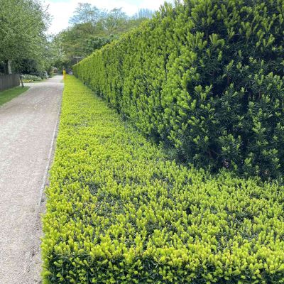 Europäische Eibe Europäische Eibe