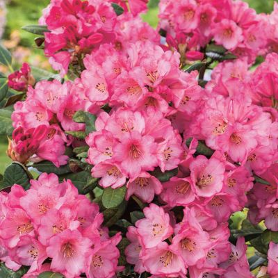 Rhododendron 'Wine & Roses' Rhododendron 'Wine & Roses'