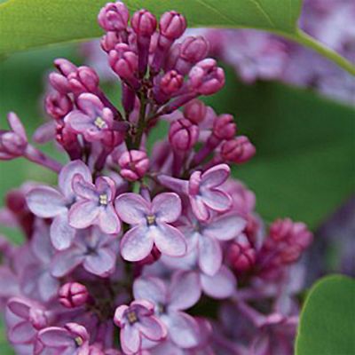 Edelflieder 'Amethyst'