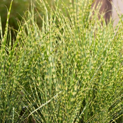 Chinaschilf 'Gold Bar'