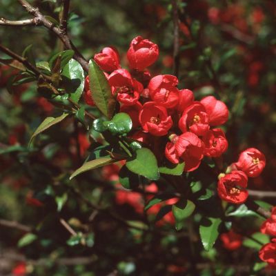 Zierquitte 'Fire Dance' Zierquitte 'Fire Dance'