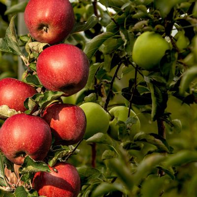 Apfel-Duo 'Elstar®/James Grieve®'