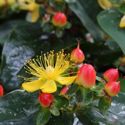 Johanniskraut 'Magical Red Fame'