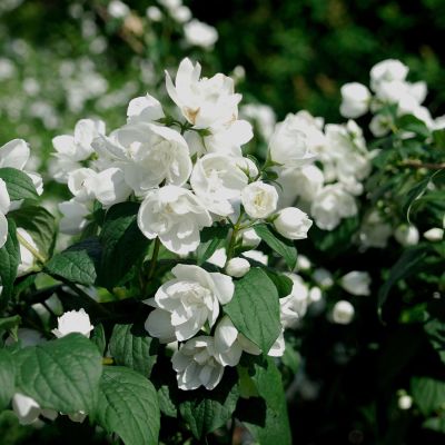 Zwerg-Jasmin 'Snowbelle' C3-5 40 - 60 cm Zwerg-Jasmin 'Petite Perfume Pink'