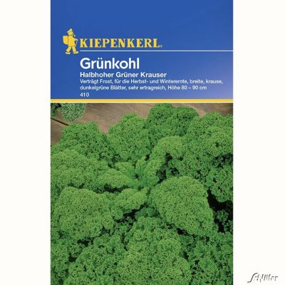Grünkohl 'Halbhoher grüner Krauser' Grünkohl 'Halbhoher grüner Krauser'