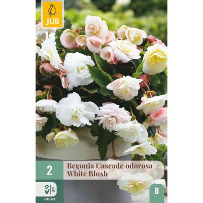 Duftende Kaskadenbegonie 'White Blush', 2 Stück