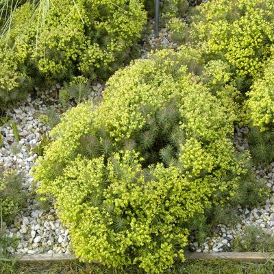 Zypressen Wolfsmilch 'Fens Ruby' Zypressen Wolfsmilch 'Fens Ruby'