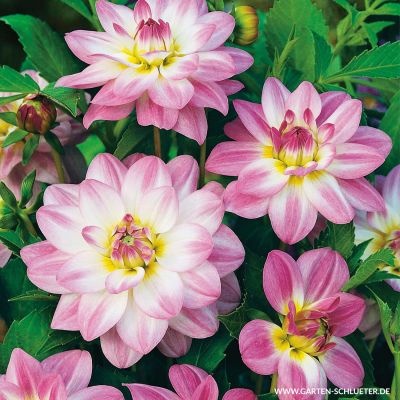 Dahlien-Duett 'Twilight Time' und 'Lilac Time' - 2 Stück