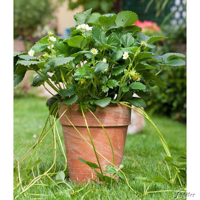 Erdbeere 'HUMMI®-Rimona' - 6 Stück - Fragaria x kaufen