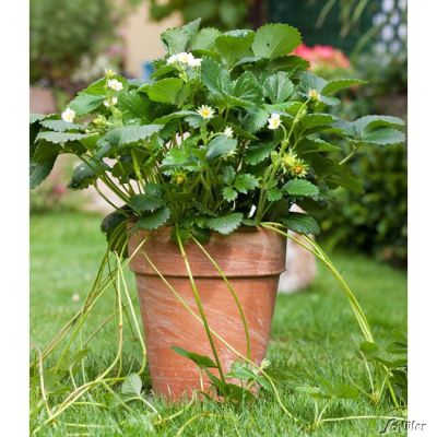 Erdbeere 'HUMMI®-Rimona' - 6 Stück Erdbeere 'HUMMI®-Rimona' - 6 Stück