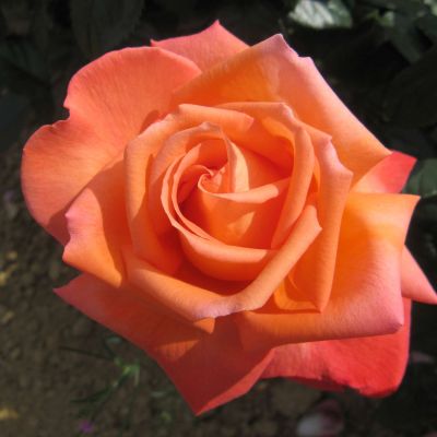 Edelrose 'NIRParfum Vedette' ® Edelrose 'NIRParfum Vedette' ®