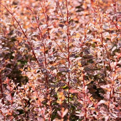 Berberitze 'Rose Glow' C3 40 - 60 cm Berberitze 'Rose Glow'