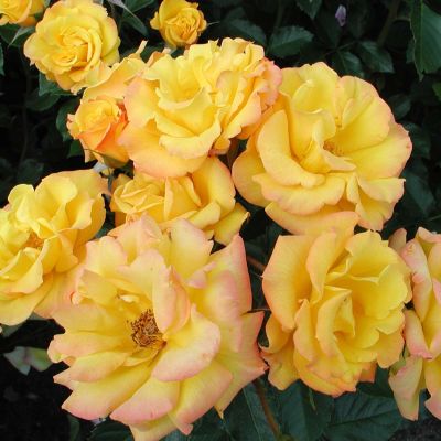 Beetrose 'Goldmarie 82®' Beetrose 'Goldmarie 82®'