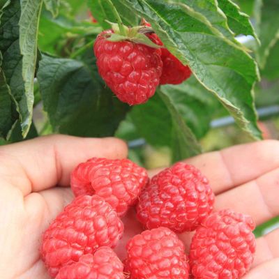 Zwerg-Herbsthimbeere Lowberry® 'Little Sweet Sister®' Zwerg-Herbsthimbeere Lowberry® 'Little Sweet Sister®'