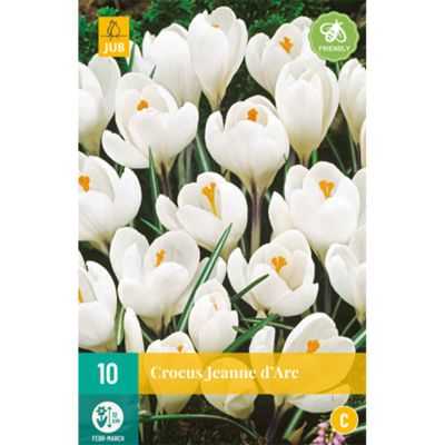 Großblumige Krokusse 'Jeanne d'Arc' - 10 Stück Großblumige Krokusse 'Jeanne d'Arc' - 10 Stück