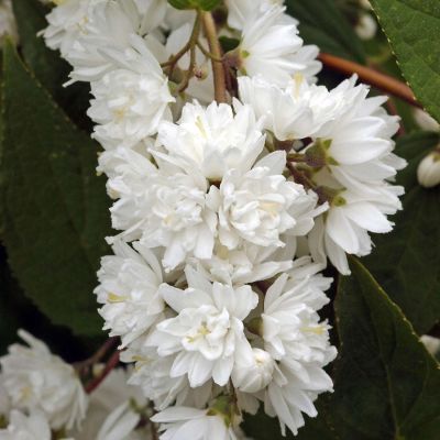 Gartenjasmin 'Minnesota Snowflake®'