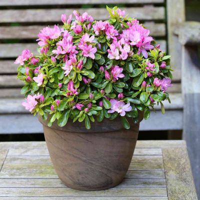 Japanische Azalee 'Negligé' Japanische Azalee 'Negligé'