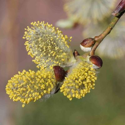 Hängende Kätzchenweide 'Pendula'