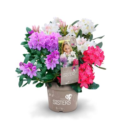Rhododendron-Trio 'Three Sisters®'