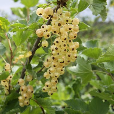 Weiße Johannisbeere 'Ribest® Blanchette®' Weiße Johannisbeere 'Ribest® Blanchette®'