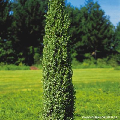 Heidewachholder 'Arnold' Heidewachholder 'Arnold'