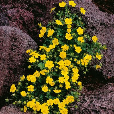 Frühlings-Fingerkraut Frühlings-Fingerkraut