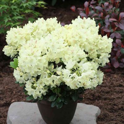 Rhododendron 'Goldkrone®'