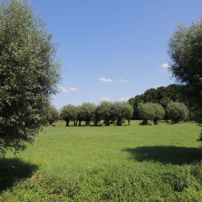 Korbweide  -  Hanfweide Korbweide  -  Hanfweide